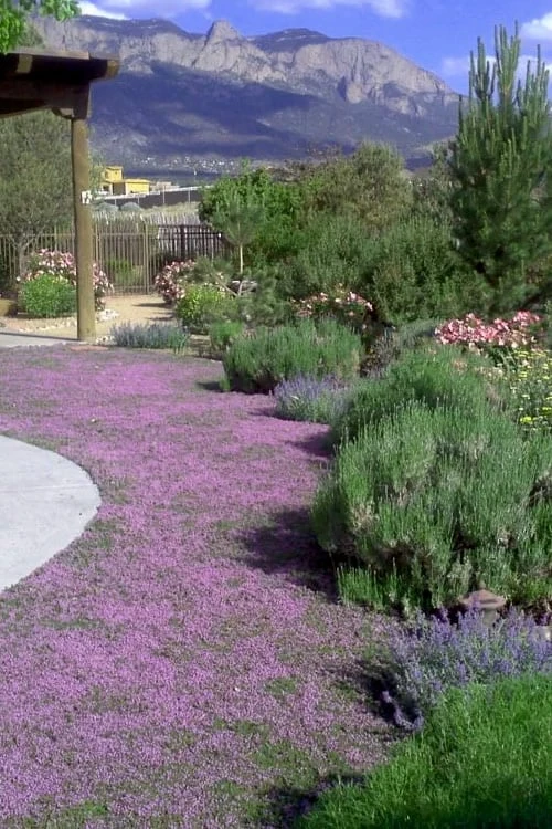 Pink Chintz Thyme - Thymus Serpyllum - 5 Pack Of Quart Pots 1 Pink Chintz Thyme - Thymus Serpyllum - 5 Pack Of Quart Pots