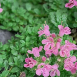 Pink Chintz Thyme - Thymus Serpyllum - 5 Pack Of Quart Pots 12 Pink Chintz Thyme - Thymus Serpyllum - 5 Pack Of Quart Pots -Garden Supplies Sales 2024 Thyme Pink Chintz 5 4