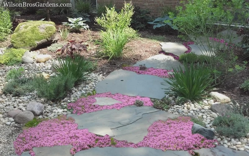 Pink Chintz Thyme - Thymus Serpyllum - 5 Pack Of Pint Pots 5 Pink Chintz Thyme - Thymus Serpyllum - 5 Pack Of Pint Pots - Image 5