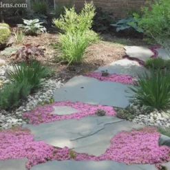 Pink Chintz Thyme - Thymus Serpyllum - 10 Pack Of Quart Pots -Garden Supplies Sales 2024 Thyme Pink Chintz 8 5