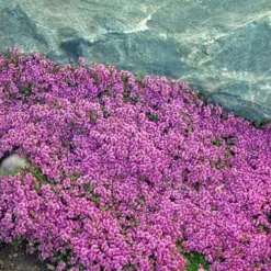 Red Creeping Thyme (Thymus Praecox 'Coccineus') - 8 Pack Of Quart Pots -Garden Supplies Sales 2024 Thyme Red Creeping 10 2