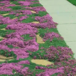 Red Creeping Thyme (Thymus Praecox 'Coccineus') - 6 Pack Of Pint Pots -Garden Supplies Sales 2024 Thyme Red Creeping 11 3