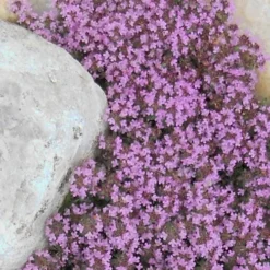 Pink Chintz Thyme - Thymus Serpyllum - 6 Pack Of Pint Pots 13 Pink Chintz Thyme - Thymus Serpyllum - 6 Pack Of Pint Pots -Garden Supplies Sales 2024 Thyme Red Creeping 12 3