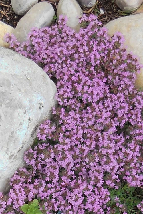 Pink Chintz Thyme - Thymus Serpyllum - 5 Pack Of Quart Pots 7 Pink Chintz Thyme - Thymus Serpyllum - 5 Pack Of Quart Pots - Image 7
