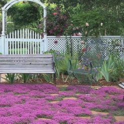 Red Creeping Thyme (Thymus Praecox 'Coccineus') - 5 Pack Of Quart Pots