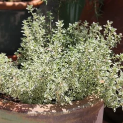Silver Lemon Thyme - Thymus - 3 Pack Of Quart Pots -Garden Supplies Sales 2024 Thyme Silver Lemon 5