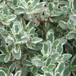 Silver Lemon Thyme - Thymus - 3 Pack Of Quart Pots