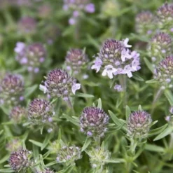 Spicy Orange Thyme - 6 Pack Of Pint Pots 11 Spicy Orange Thyme - 6 Pack Of Pint Pots -Garden Supplies Sales 2024 Thyme Spicy Orange 10