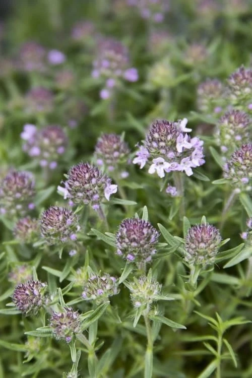 Spicy Orange Thyme - 6 Pack Of Pint Pots 6 Spicy Orange Thyme - 6 Pack Of Pint Pots - Image 6