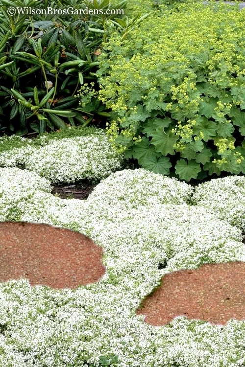White Creeping Thyme (Thymus Praecox 'Albiflorus') - 5 Pack Of Quart Pots 1 White Creeping Thyme (Thymus Praecox 'Albiflorus') - 5 Pack Of Quart Pots