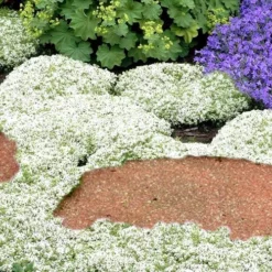 White Creeping Thyme (Thymus Praecox 'Albiflorus') - 5 Pack Of Quart Pots 9 White Creeping Thyme (Thymus Praecox 'Albiflorus') - 5 Pack Of Quart Pots -Garden Supplies Sales 2024 Thyme White Creeping 5