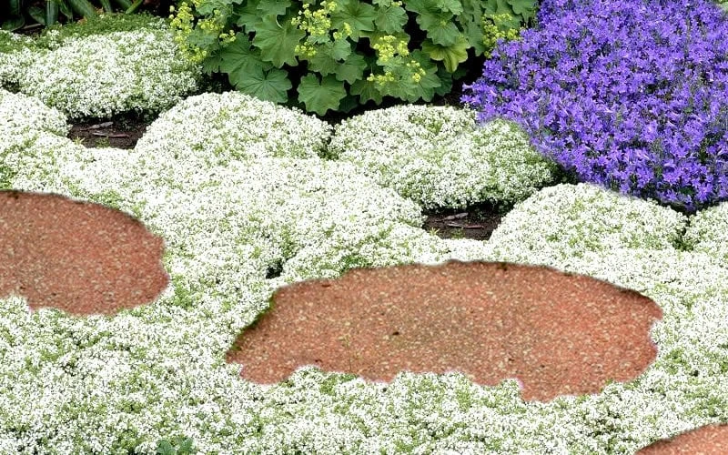 White Creeping Thyme (Thymus Praecox 'Albiflorus') - 5 Pack Of Quart Pots 5 White Creeping Thyme (Thymus Praecox 'Albiflorus') - 5 Pack Of Quart Pots - Image 5
