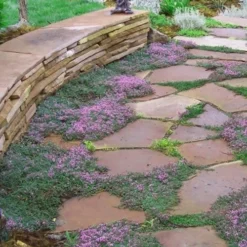 Splendens Purple Creeping Thyme - (Thymus Praecox) - 5 Pack Of Quart Pots -Garden Supplies Sales 2024 Thymus Praecox Splendens 3