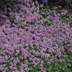 Splendens Purple Creeping Thyme - (Thymus Praecox) - 5 Pack Of Quart Pots -Garden Supplies Sales 2024 Thymus Praecox Splendens 4