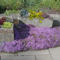 Splendens Purple Creeping Thyme - (Thymus Praecox) - 5 Pack Of Quart Pots -Garden Supplies Sales 2024 Thymus Praecox Splendens 5