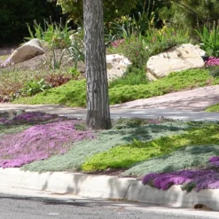 Woolly Creeping Thyme (Thymus Lanuginosis) - 6 Pack Of Pint Pots -Garden Supplies Sales 2024 Thymus mixture 1 1