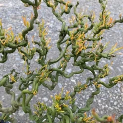 Tiny Dragon Hardy Orange (Poncirus Trifoliata) - 5 Gallon Pot - SALE! -Garden Supplies Sales 2024 Trifoliate Orange Tiny Dragon 1