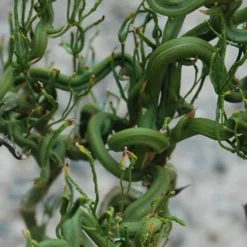 Tiny Dragon Hardy Orange (Poncirus Trifoliata) - 5 Gallon Pot - SALE!