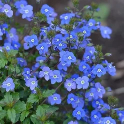 Georgia Blue Veronica Umbrosa - 6 Pack Of 1 Gallon Pots -Garden Supplies Sales 2024 Veronica Georgia Blue 500x750 1