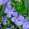 Evergreen Periwinkle (Vinca Minor) - 10 Count Flat Of Pint Pots