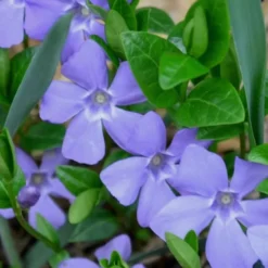 Evergreen Periwinkle (Vinca Minor) - 10 Count Flat Of Pint Pots