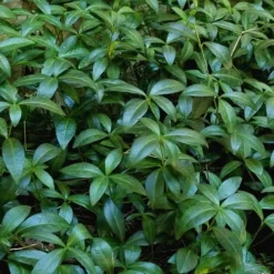 Evergreen Periwinkle - Vinca Minor - 6 Pack Of Pint Pots -Garden Supplies Sales 2024 Vinca Minor 11 1