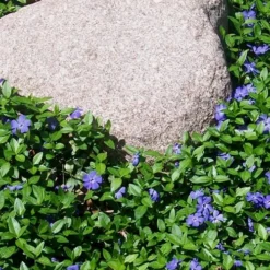 Evergreen Periwinkle - Vinca Minor - 6 Pack Of Pint Pots -Garden Supplies Sales 2024 Vinca Minor 12