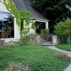 Evergreen Periwinkle - Vinca Minor - 6 Pack Of Pint Pots -Garden Supplies Sales 2024 Vinca Minor 14 1