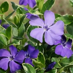 Ralph Shugert Variegated Periwinkle (Vinca Minor) - 6 Pack Of Pint Pots -Garden Supplies Sales 2024 Vinca Minor Ralph Shugert Closeup 2