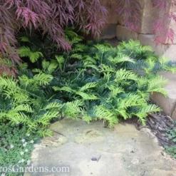 Creeping Japanese Plum Yew (Cephalotaxus Harringtonia 'Prostrata') - 2.5 Quart Pot -Garden Supplies Sales 2024 Yew Creeping 2 50