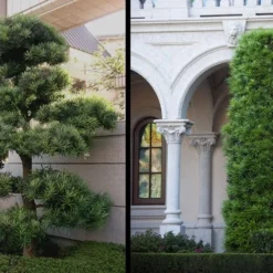 Podocarpus Macrophyllus Upright Yew - 3 Gallon Pot -Garden Supplies Sales 2024 Yew Podocarpus 2