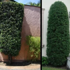 Podocarpus Macrophyllus Upright Yew - 3 Gallon Pot -Garden Supplies Sales 2024 Yew Podocarpus 3