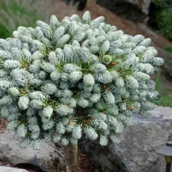 Ice Breaker Korean Fir (Single Trunk Topiary) - 3 Gallon Pot