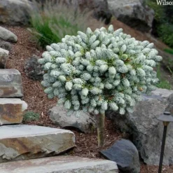 Ice Breaker Korean Fir (Single Trunk Topiary) - 1 Gallon Pot -Garden Supplies Sales 2024 abies koreana kouhouts ice breaker korean fir 2 2