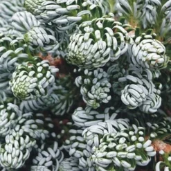 Ice Breaker Korean Fir (Single Trunk Topiary) - 1 Gallon Pot -Garden Supplies Sales 2024 abies koreana kouhouts ice breaker korean fir 3 2