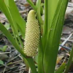 American Sweet Flag (Acorus Americanus) - 1 Gallon Pot 9 American Sweet Flag (Acorus Americanus) - 1 Gallon Pot -Garden Supplies Sales 2024 acorus americanus american sweet flag 10