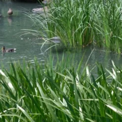 American Sweet Flag (Acorus Americanus) - 8 Pack Of 1 Gallon Pots -Garden Supplies Sales 2024 acorus americanus american sweet flag 11 1