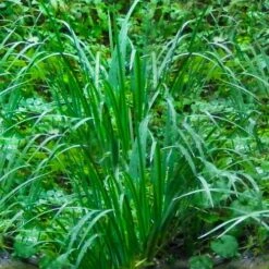 American Sweet Flag (Acorus Americanus) - 6 Pack Of 1 Gallon Pots