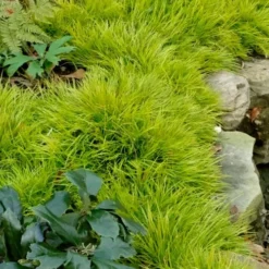 Dwarf Golden Sweet Flag - Acorus Gramineus 'Minimus Aureus' - 5 Pack Of Pint Pots -Garden Supplies Sales 2024 acorus gramineus minnimus aurea dwarf golden sweet flag 101 3