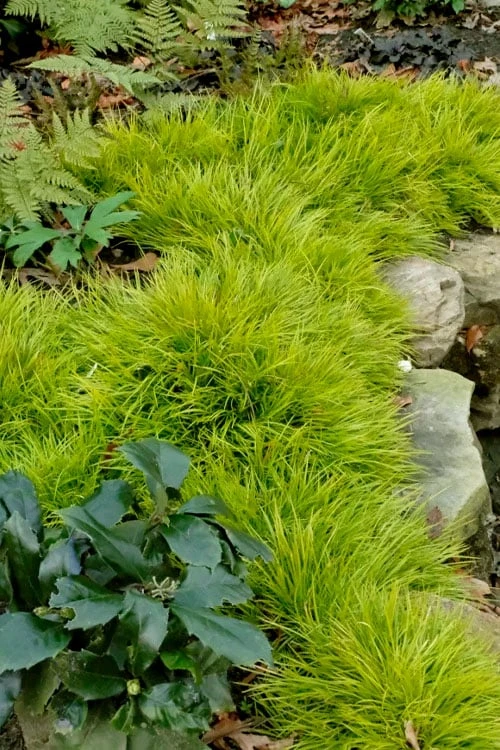 Dwarf Golden Sweet Flag - Acorus Gramineus 'Minimus Aureus' - 10 Pack Of Pint Pots 5 Dwarf Golden Sweet Flag - Acorus Gramineus 'Minimus Aureus' - 10 Pack Of Pint Pots - Image 5