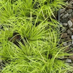 Dwarf Golden Sweet Flag - Acorus Gramineus 'Minimus Aureus' - 5 Pack Of Pint Pots -Garden Supplies Sales 2024 acorus gramineus minnimus aurea dwarf golden sweet flag 105 3