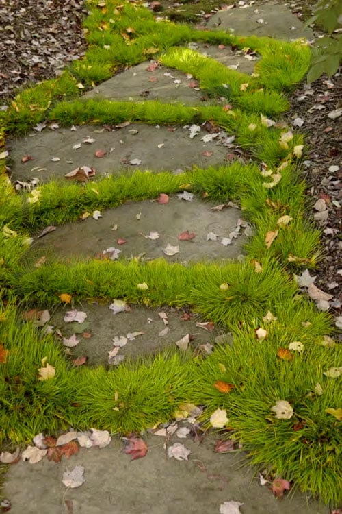 Dwarf Golden Sweet Flag - Acorus Gramineus 'Minimus Aureus' - 18 Count Flat Of Pint Pots 5 Dwarf Golden Sweet Flag - Acorus Gramineus 'Minimus Aureus' - 18 Count Flat Of Pint Pots - Image 5