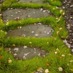 Dwarf Golden Sweet Flag - Acorus Gramineus 'Minimus Aureus' - 5 Pack Of Pint Pots -Garden Supplies Sales 2024 acorus gramineus minnimus aurea dwarf golden sweet flag 106 3