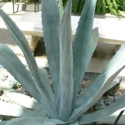 American Agave (Century Plant) - 3 Gallon Pot -Garden Supplies Sales 2024 agave americana centrury plant 1