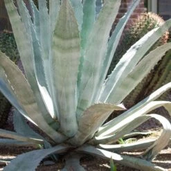 American Agave (Century Plant) - 3 Gallon Pot