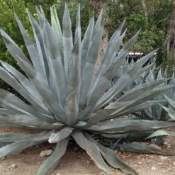 American Agave (Century Plant) - 3 Gallon Pot -Garden Supplies Sales 2024 agave americana centrury plant 5