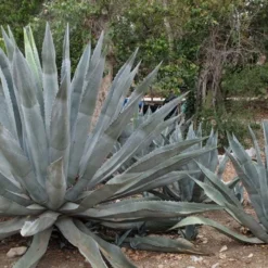 American Agave (Century Plant) - 3 Gallon Pot -Garden Supplies Sales 2024 agave americana centrury plant 6