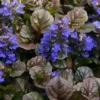 Bronze Beauty Ajuga (Bugleweed) - 5 Pack Of Quart Pots