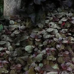 Bronze Beauty Ajuga (Bugleweed) - 10 Pack Of 4" Pint Pots -Garden Supplies Sales 2024 ajuga bronze beauty 30 2