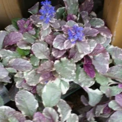 Burgundy Glow Ajuga (Bugleweed) - 6-Pack Of Pint Pots -Garden Supplies Sales 2024 ajuga burgundy glow 2